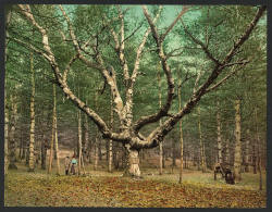 Wizard Tree - Intervale, NH