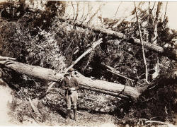 1938 hurricane in nh