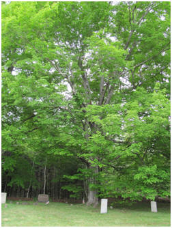 Maple tree at Hannah Hall's grave